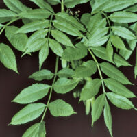 Fiederblätter, Mitte April