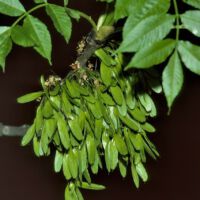 Hängender Fruchtstand, Mitte September