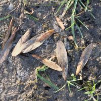 Einseitig geflügelte Nuss-Samen, Schraubenflieger, Ende Januar