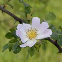 Blüte, Ende Mai