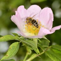 Honigbiene sammelt Nektar und Pollen, Mitte, Juni