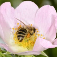 Honigbiene sammelt Nektar und Pollen, Mitte, Juni