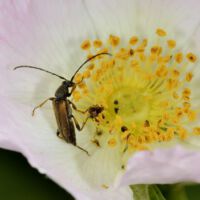 Feldahornbock frisst Pollen der Heckenrose, Mitte Juni