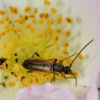 Feldahornbock frisst Pollen der Heckenrose, Mitte Juni