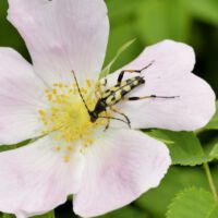 Gefleckter Schmalbock frisst Pollen der Heckenrose, Mitte Juni