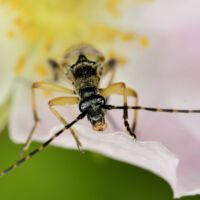 Gefleckter Schmalbock frisst Pollen der Heckenrose, Mitte Juni