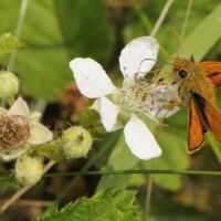 Rostfarbener Dickkopffalter saugt an einer Brümbeerblüte, Ende Mai