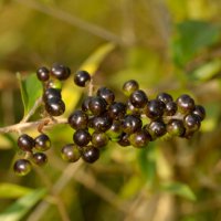 Fruchtstand mit beerenartigen Steinfrüchten,
Mitte September