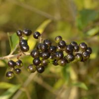 Fruchtstand mit beerenartigen Steinfrüchten,
Mitte September
