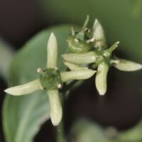Blüten mit Griffel, Anfang Juni