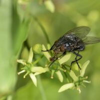 Blüten mit Nektar saugender Fleischfliege, Anfang Juni