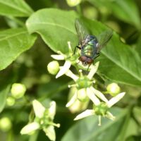 Blüten mit Nektar saugender Aasfliege, Anfang Juni