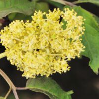 Rispenartiger Blütenstand, Anfang Mai