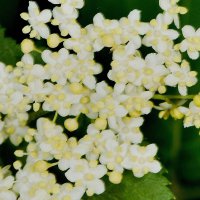 Blüten, Ende Mai
