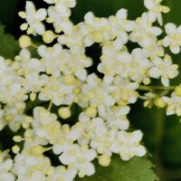 Blüten, Ende Mai