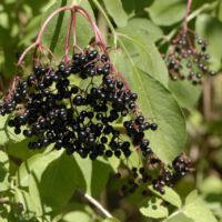 Fruchtstand mit Steinfrüchten, Anfang August