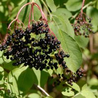 Fruchtstand mit Steinfrüchten, Anfang August