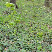 Jungwuchs, Anfang April