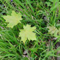 Jungwuchs, Anfang April