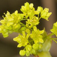 Blütenstand; Anfang April