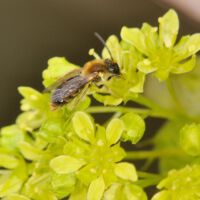 Blütenstand mit Wildbiene; Anfang April