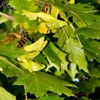 Samenstand mit geflügelten Zwillingssamen, Drehfügler; Ende September
