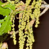 Blütenstand mit männlichen Blüten; Ende April