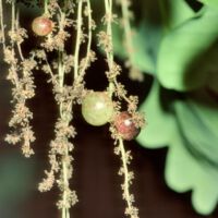 männlicher Blütenstand mit Weinbeerengallen einer Gallwespe Neuroterus spec., Anfang Mai