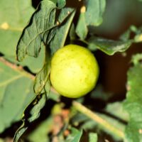 Gallapfel der gemeinen Eichen-Gallwespe, Mitte August