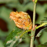 Eichenrosengalle der Gallwespe Andricus spec., Anfang August