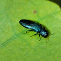 Eichenblatt mit Prachtkäfer Agrilus spec. Mitte Juni