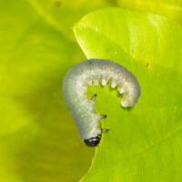 Larve einer Blattwespe frisst an Eichblatt, Ende April