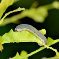 Larve einer Blattwespe frisst an Eichblatt, Mitte Mai