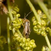 Weichwanze Harpocera saugt an männlichen Blüten, Ende April