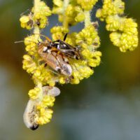 Paar der Weichwanze Harpocera und Pflanzenwespen-Larve an männlichen Blütenständen