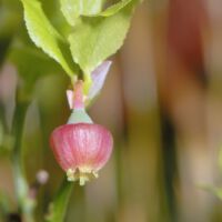 Glocken-Blüte, Ende April