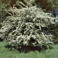 Blühender Strauch, Ende April