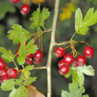 Fruchtstand, Mitte September