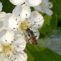 Blüte mit Wespenbiene Nomada spec., Anfang Mai