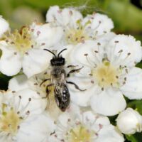 Blüten mit Sandbiene spec., Anfang Mai