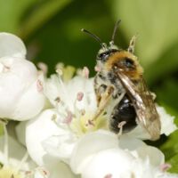 Blüte mit Rotschopfiger Sandbiene, Mitte Mai