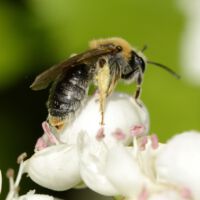 Blüte mit Rotschopfiger Sandbiene, Mitte Mai