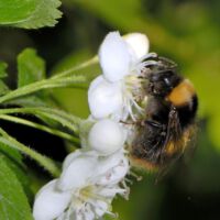 mit Dunkler Erdhummel, Anfang Mai