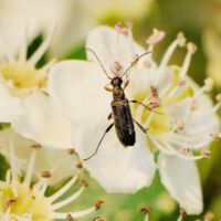 mit Schwarzem Blütenbock, Ende April