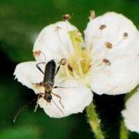 mit Schwarzem Blütenbock, Ende April