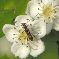 Blüte mit Kleinem Kurzdeckenbock, Anfang Mai
