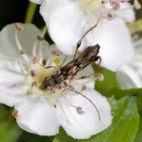 Blüte mit Kleinem Kurzdeckenbock, Anfang Mai