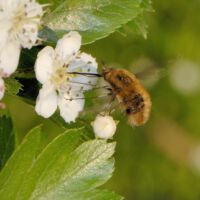 Blüte mit Großem Wollschweber