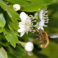 Blüte mit Großem Wollschweber