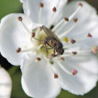 Blüte mit Fliege